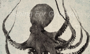 Collectif Pulpo/Rencontres-lectures